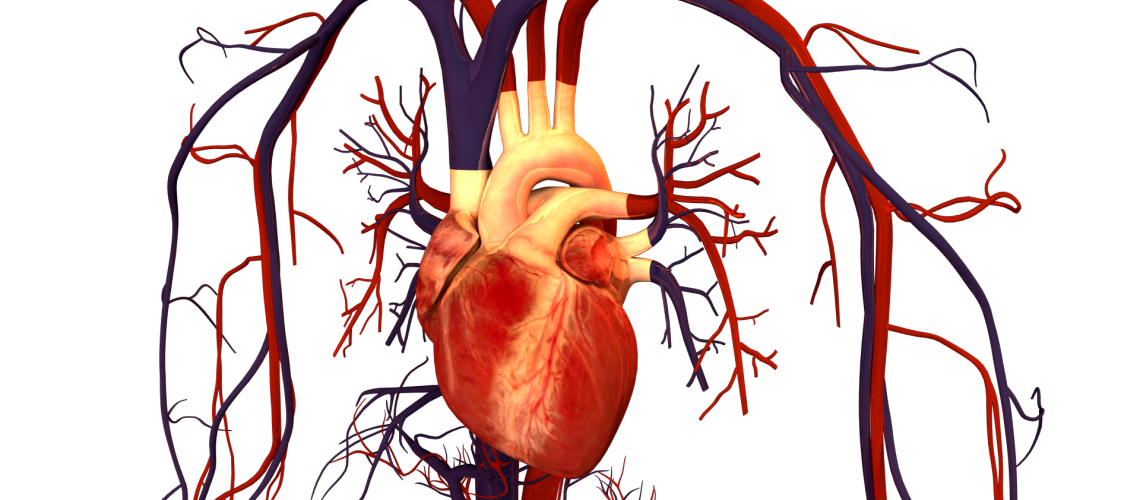 Description-Human-Heart-drawing